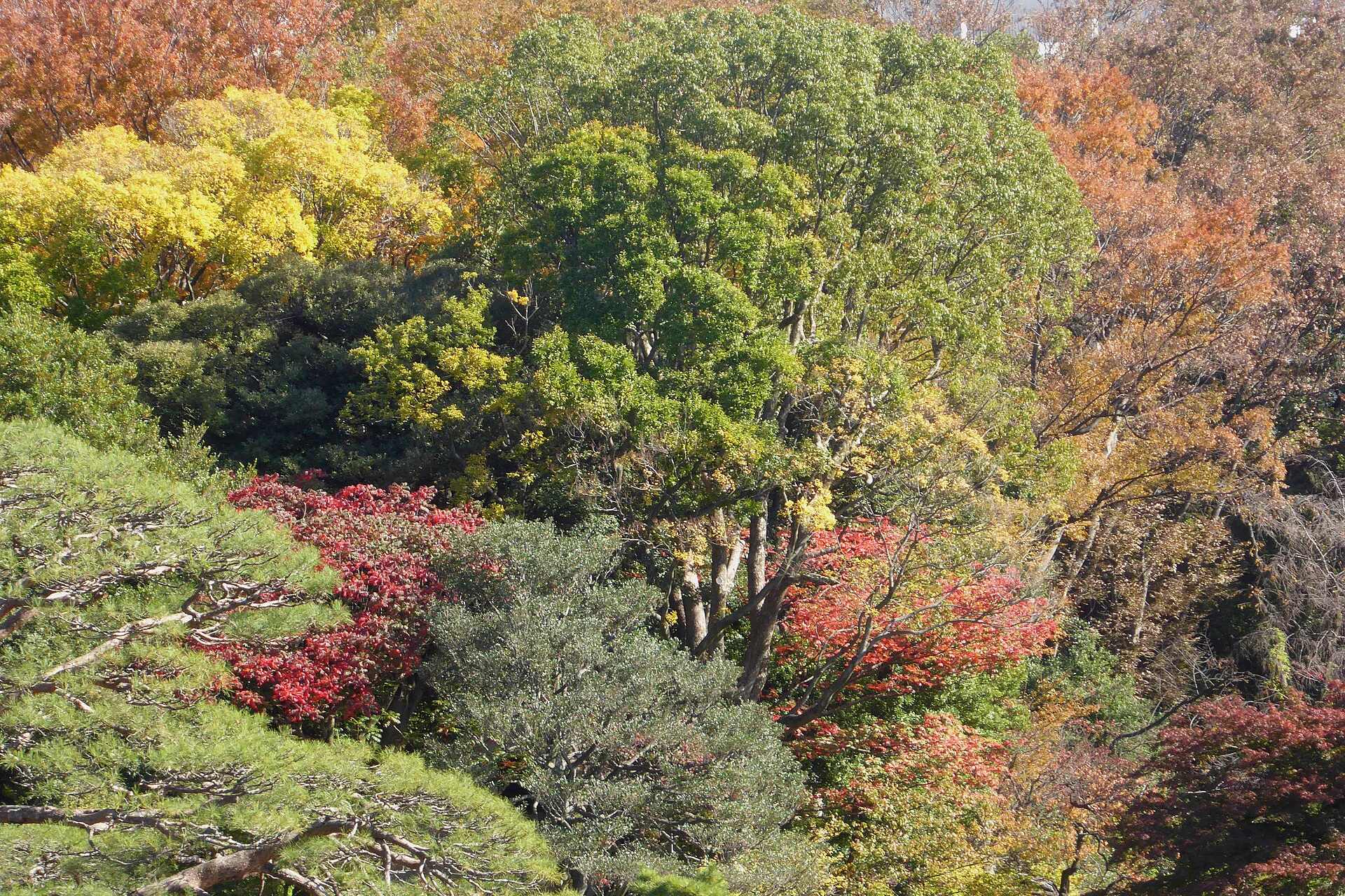 도쿄 리쿠기엔 가을 정원과 늦단풍 산책