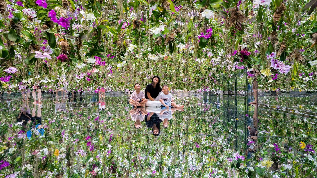 teamLab Planets Floating Flower Garden에서 실제 난초가 거울 바닥 위로 내려와 관람객을 둘러싸는 모습
