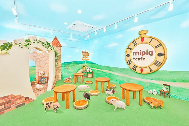 후쿠오카 mipig cafe에서 미니돼지가 손님 가까이 다가오는 모습, 짧은 25분보다 55분이 유리한 이유를 보여주는 장면